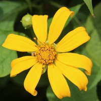 Tithonia diversifolia (Hemsl.) A.Gray